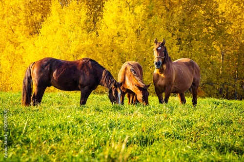 Horses graze in green grass against a background of yellow autumn trees