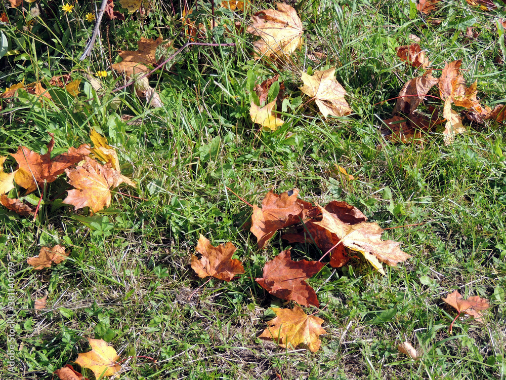 Autumn maple leaves on the green grass of the lawn. Natural autumn background. Autumn maple leaves on the green grass of the lawn. Natural autumn background.