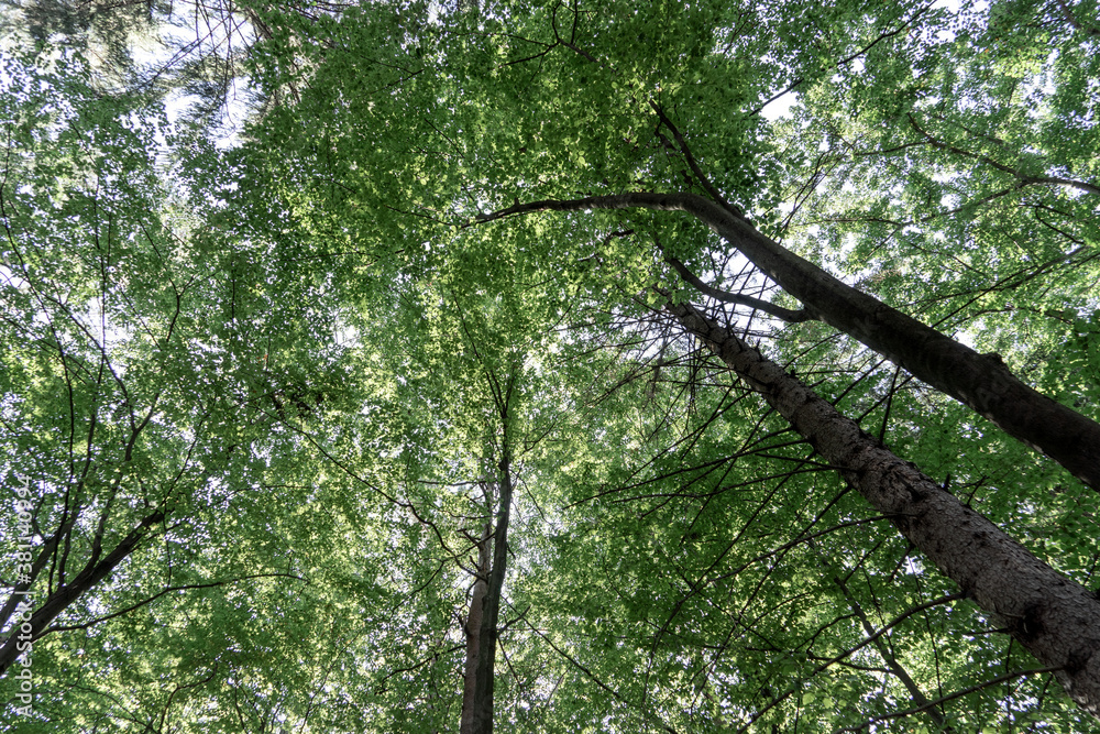 Fototapeta premium Looking up. Background texture, tops of deciduous trees