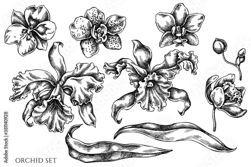 Vector set of hand drawn black and white orchid