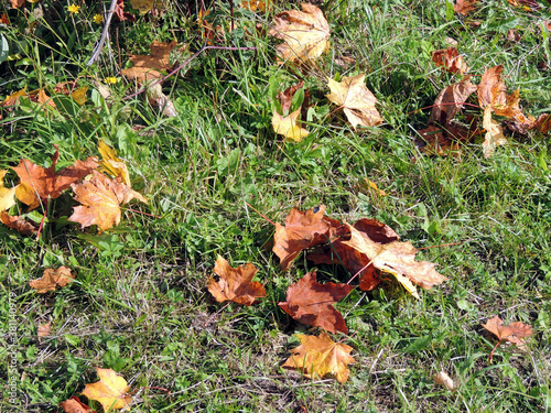 Autumn maple leaves on the green grass of the lawn. Natural autumn background. © Irina