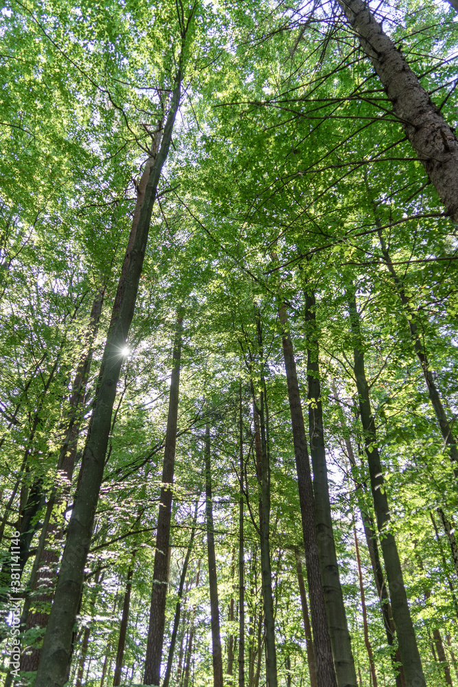 Fototapeta premium Looking up. Background texture, tops of deciduous trees