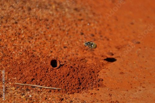 Dawson's burrowing bee (Amegilla dawsoni). The large species is only found in Western Australia. Adults occur only during the months of July to September. photo