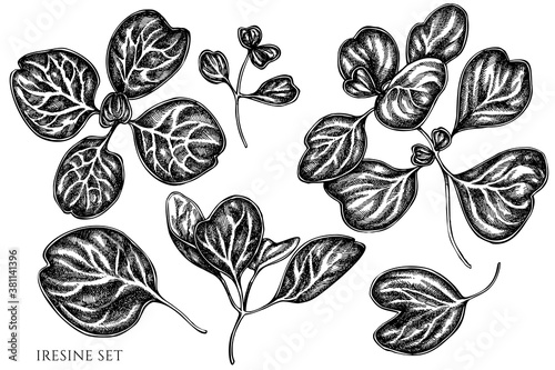 Vector set of hand drawn black and white iresine