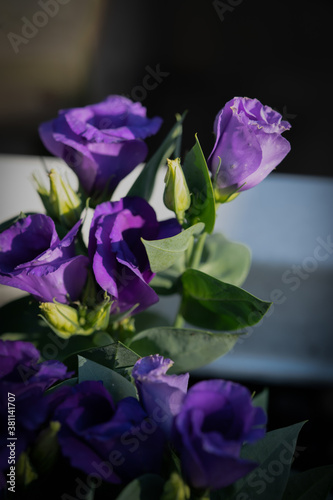 Eustoma violet flowers