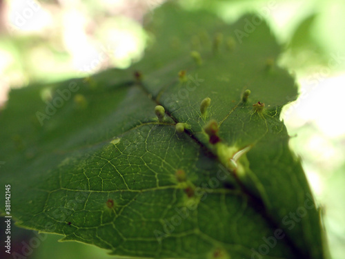 Les galles qui se développent sur les feuilles d'un arbre malade 