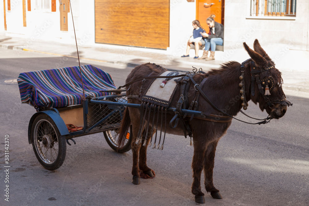 animals parading through the streets