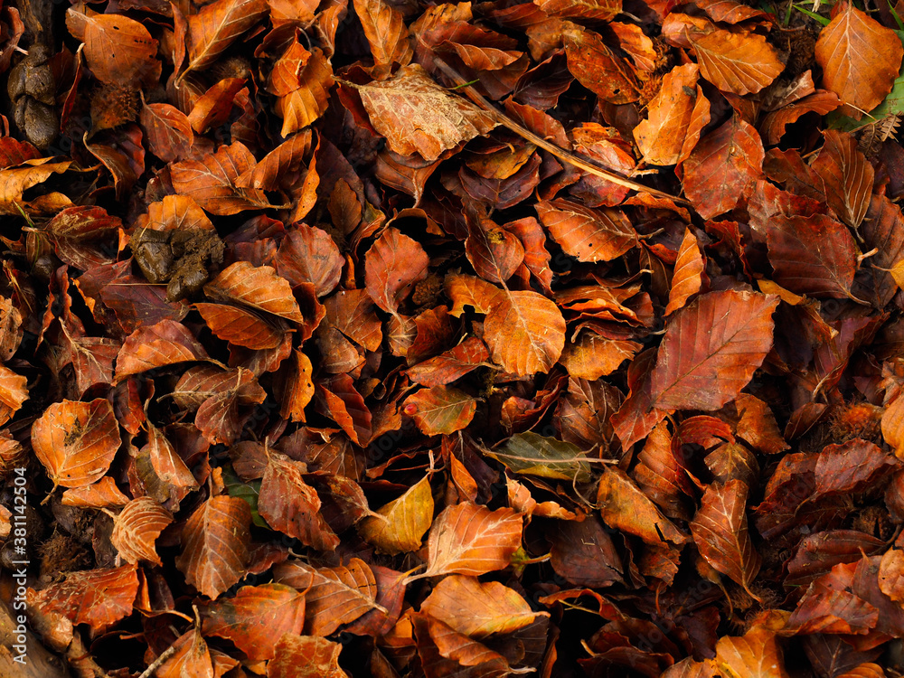 texture of a leaf ground in the forest texture of a leaf ground in the forest