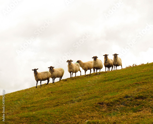 Some sheeps in the mountains
