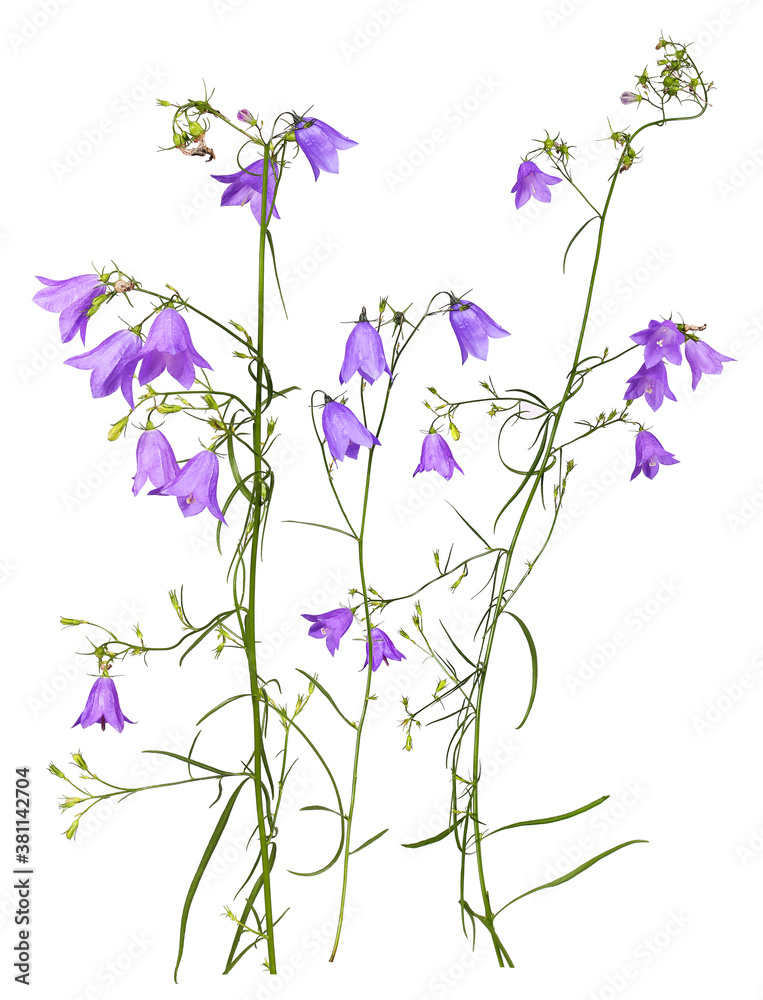 Several stems of purple meadow bluebells, isolated