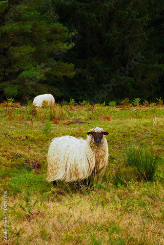 Some sheeps in the mountains