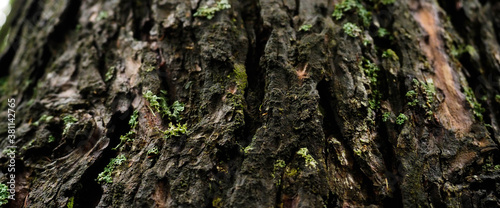 texture of a tree in the forest
