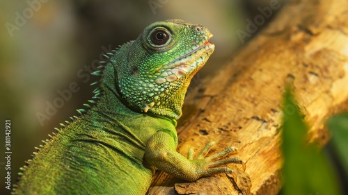 Asian water dragon (Physignathus cocincinus) in natural environment. Colourful tropical green lizard. Zoology, biology, zoo laboratory. science, education, environmental conservation photo