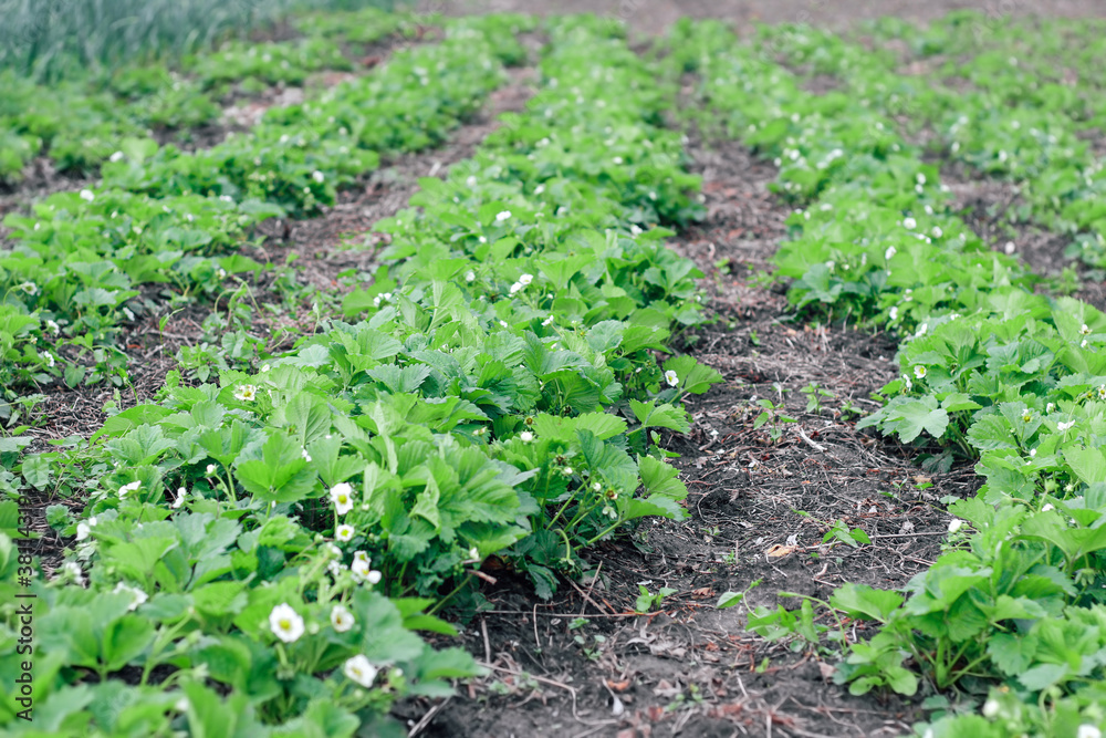 Rows of flowering strawberry bushes on a farm. Rows of flowering strawberry bushes on a farm.