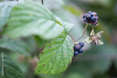 blueberries on a bush