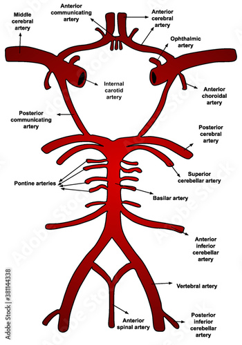 Illustration of blood vessels and brain circulation, circle of willis with labels