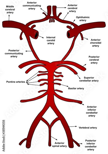 Illustration of blood vessels and brain circulation, circle of willis with labels photo