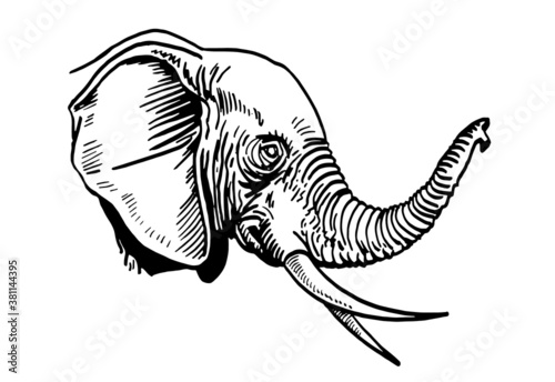 Graphical portrait of elephant isolated on white background, vector illustration