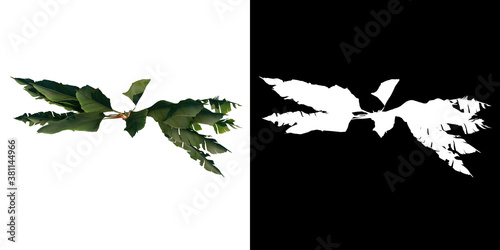 Top view of plant (Adolescent Traveller's Tree Palm 1) tree png with alpha channel to cutout made with 3D render  photo