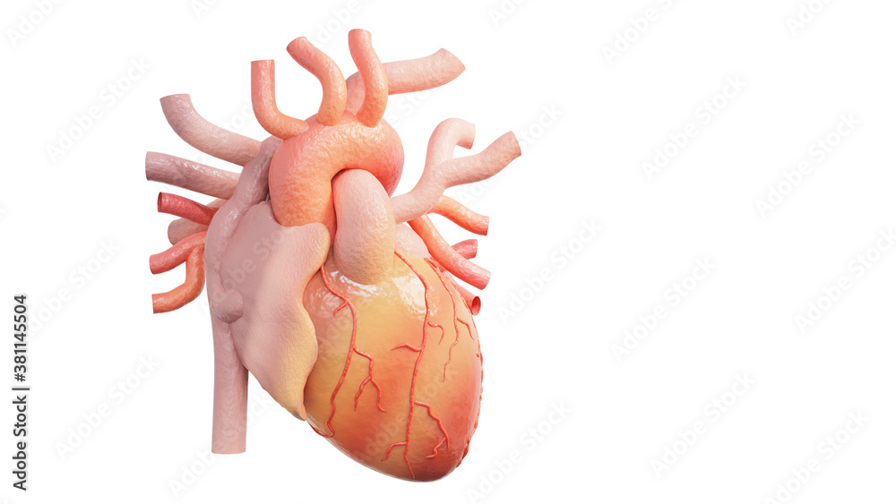 Heart anatomy realistic of human isolated on white background. Anatomically heart with venous system. clipping part. 3d render. Heart anatomy realistic of human isolated on white background. Anatomically heart with venous system. clipping part. 3d render.