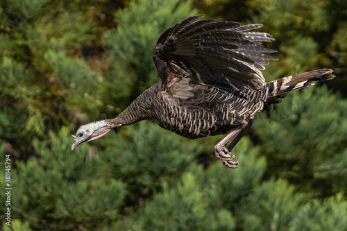 Wild turkey flying in-flight.