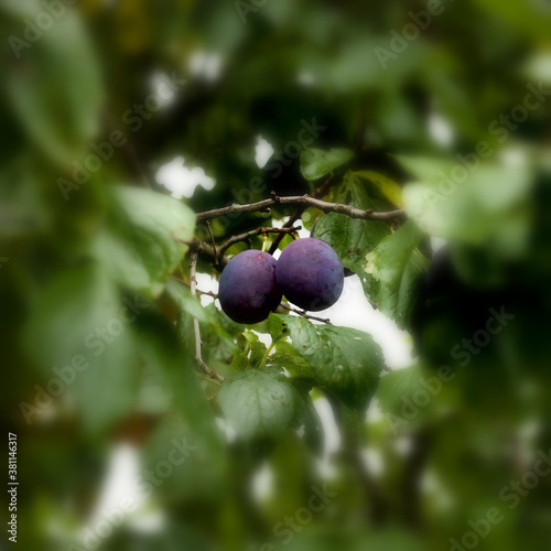 A pair of ripe blue plums on a soft-focus branch.