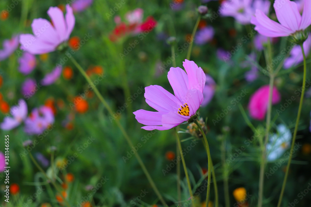Flowers in Karakorum, Mongolia near the wall Flowers in Karakorum, Mongolia near the wall