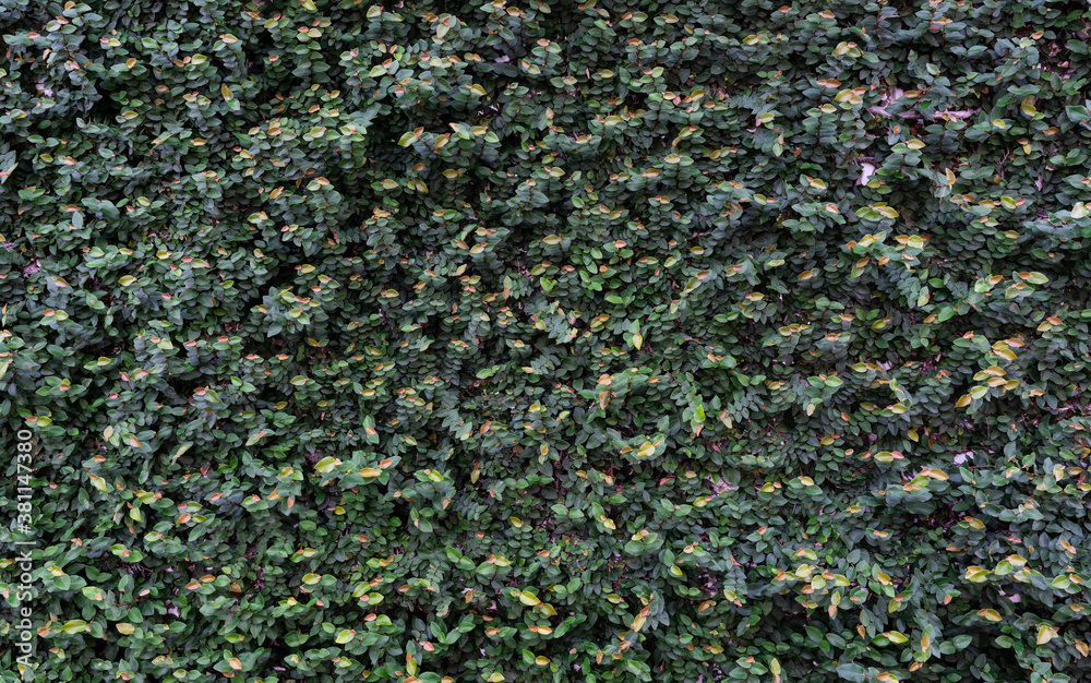 beautiful dark green plant wall. nackground concept beautiful dark green plant wall. nackground concept