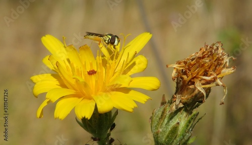 Hoverfly insect on yellow hieracium flower in the meadow, closeup
