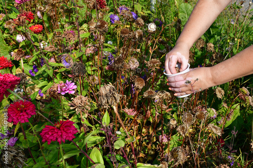 Female hands with vitiligo. Women's hands collecting flower seeds in the garden in a white plastic glass. Withered and dried flowers are asters with ripe seeds.