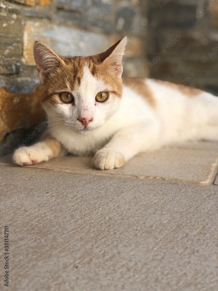 portrait of a cat