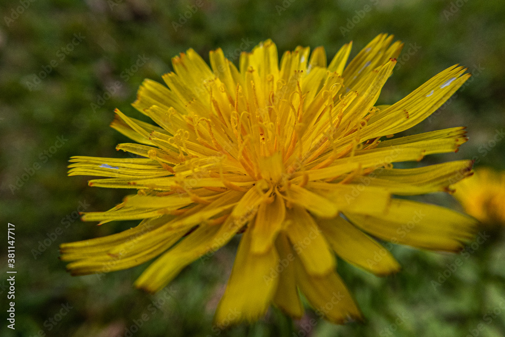 Dandelion Dandelion