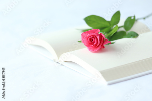 本とホットピンクのバラ