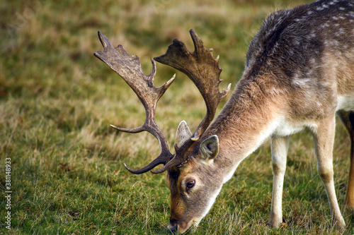 Fallow Deer Stag grazing on grass in the English countryside