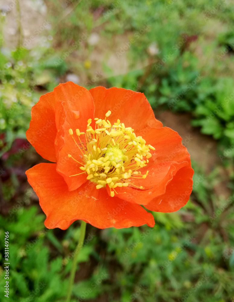 big orange flower of marigold among leaves big orange flower of marigold among leaves