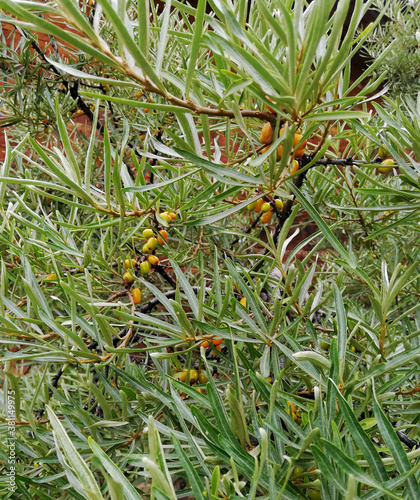 small orange berries of sea-buckthorn on branches