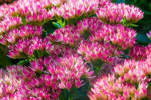 Bright pink Hylotelephium spectabile (Sedum telephium) blooming in autumn. Ornate perennials for landscaping