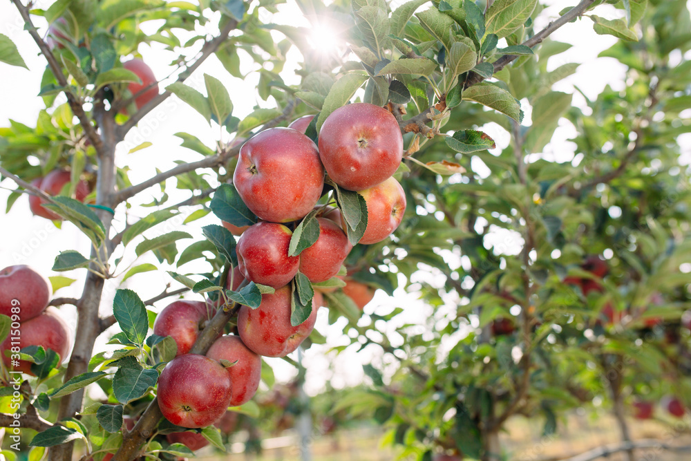 Obraz premium Red apples on a tree. Apple orchard.