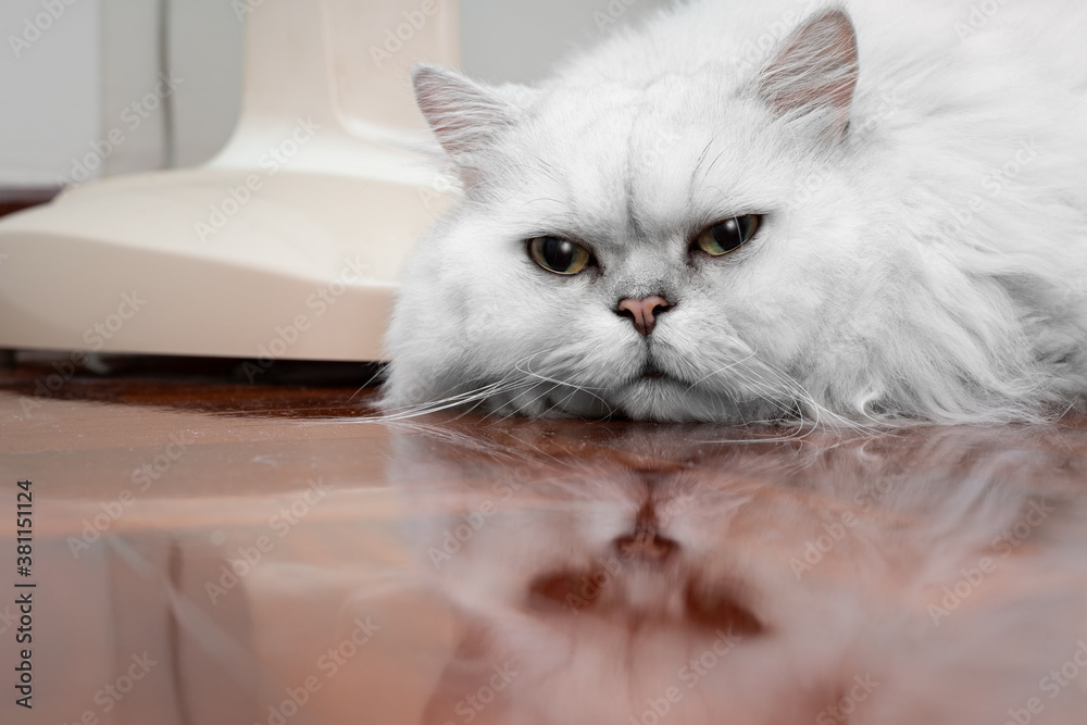 A comfortable Chinchilla Persian cat, silver shade, lies on wooden floor and looking something with curious expression