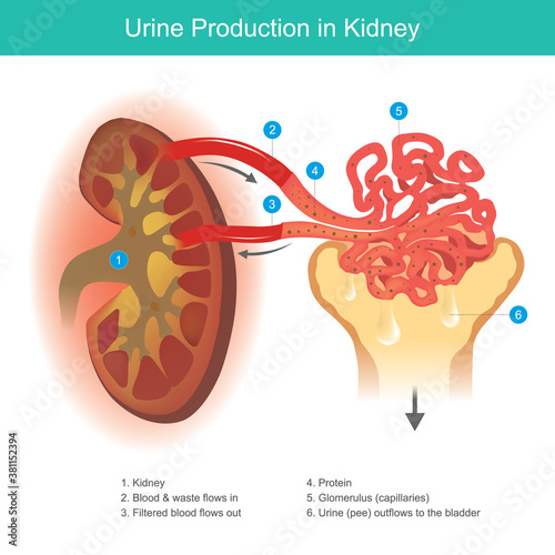 Urine Production in Kidney. Illustration explain The kidney function to filter waste from the blood to become a clear fluid. we are called urine and outflows to collect the bladder..