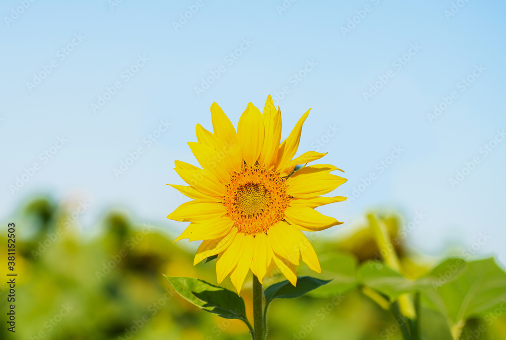 Fototapeta premium Sunflower flower on a blurred background.