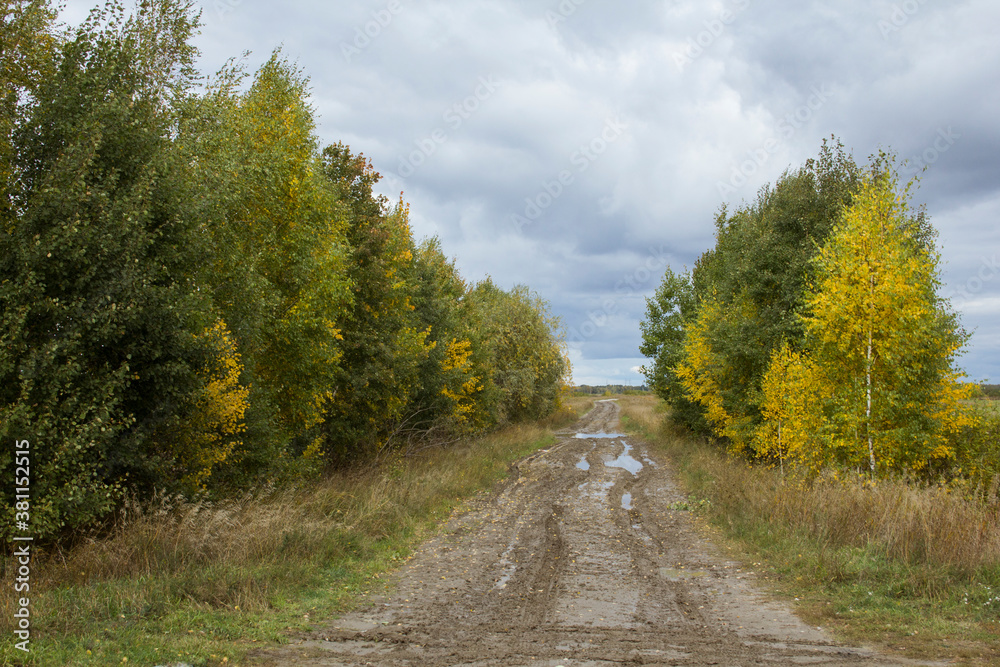 September in Siberia - yellow foliage, endless fields and meadows under a cloudy sky. dirt road between yellowed autumn trees