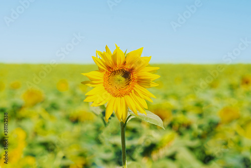 Sunflower flower on a blurred background.