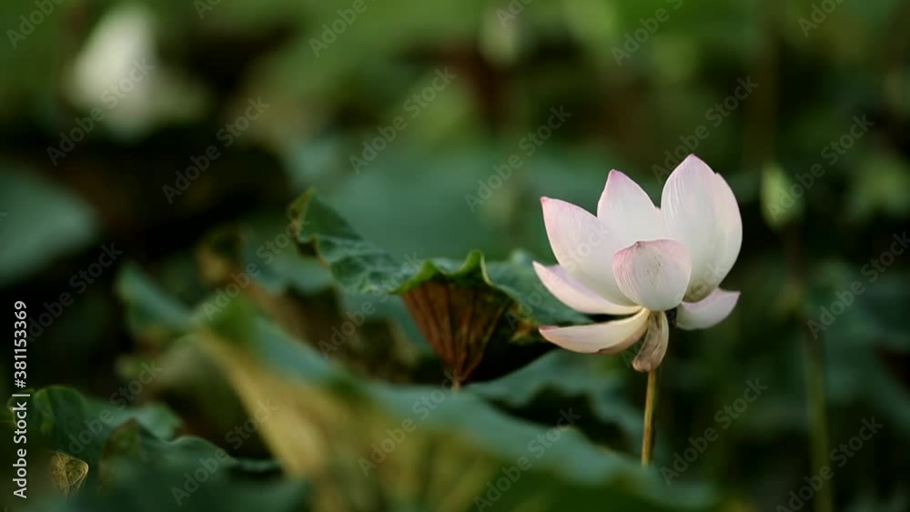 Landscape Lotus 1080hd, Lotus in garden Landscape Lotus 1080hd, Lotus in garden
