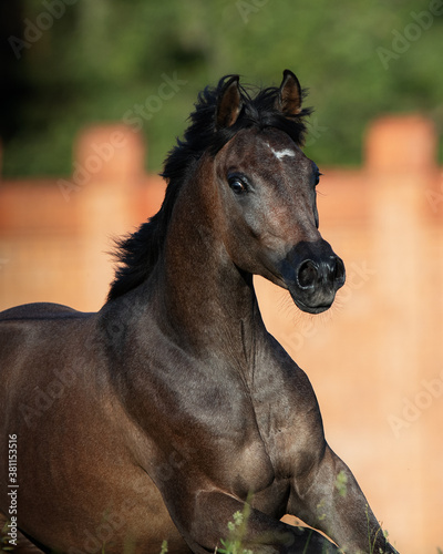 Portrait of a young chestnut arabian horse in motion closeup