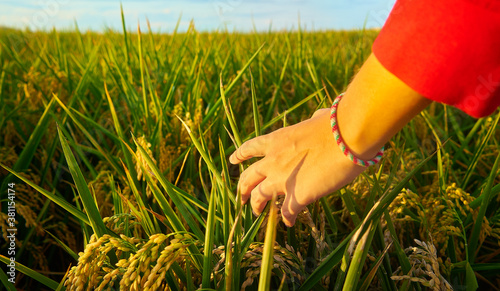 Girl's hand with red sweatshirt, caresses rice plants at sunset