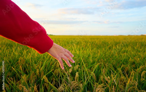 Girl's hand with red sweatshirt, caresses rice plants at sunset