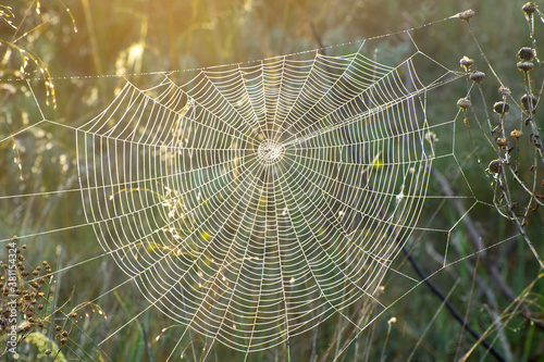 Spider web on the dried grass in the meadow. Autumn morning. Dew on herbs. Selective focus.
