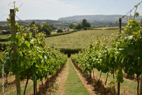 An English vineyard set on a hillside on a sunny day in Cornwall