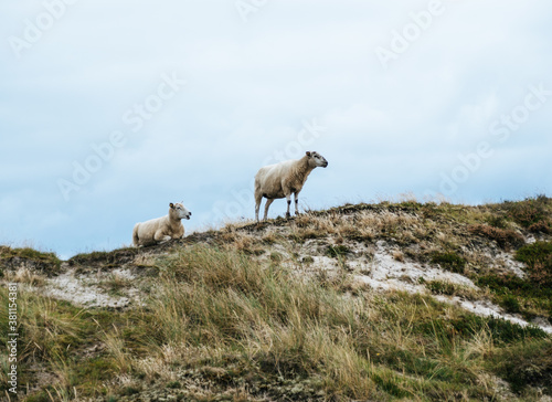 Sheep on a sand dune in List, Sylt